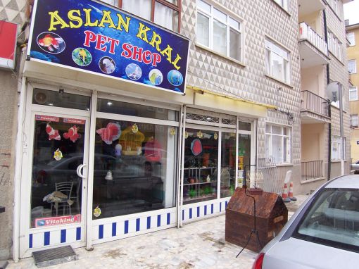  aslan kral pet shop çubuk