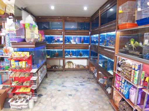   aslan kral pet shop çubuk