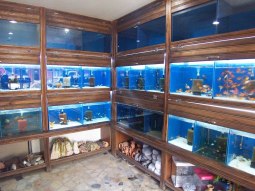   aslan kral pet shop çubuk