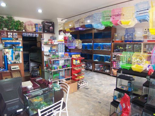   aslan kral pet shop çubuk