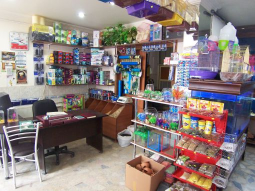   aslan kral pet shop çubuk