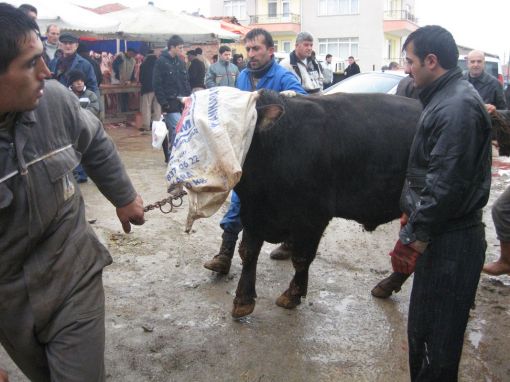  Selim Gökçe Sefer Balaban Besi Çiftliği Çubuk